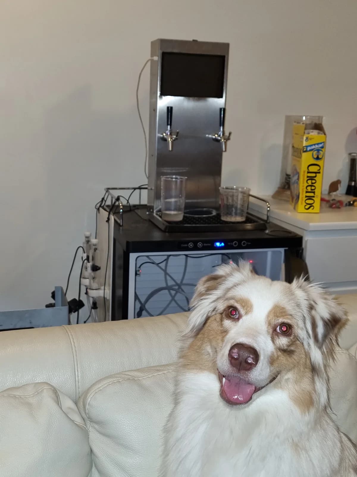 A dog sitting on a sofa in front of the PourSelf dispenser.